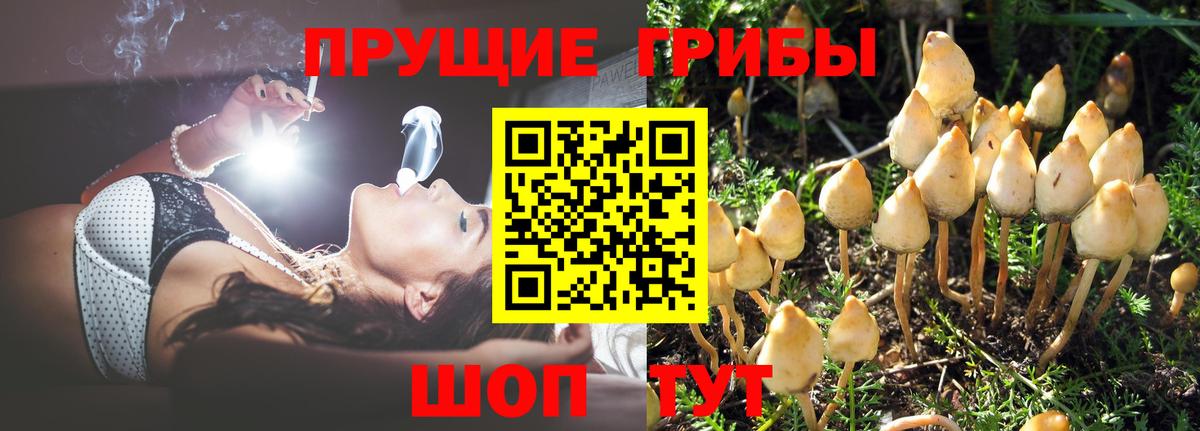 Балашиха  Галлюциногенные грибы GOLDEN TEACHER  Вход с VPN 